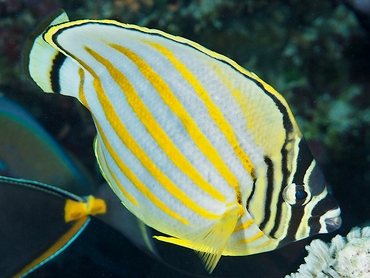 Ornate Butterflyfish - Chaetodon ornatissimus - Great Barrier Reef, Australia