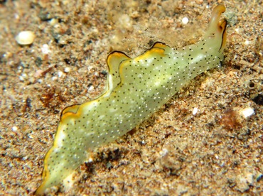 Ornate Elysia - Elysia ornata - Dumaguete, Philippines