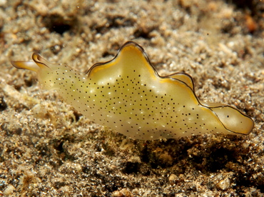 Ornate Elysia - Elysia ornata - Lembeh Strait, Indonesia