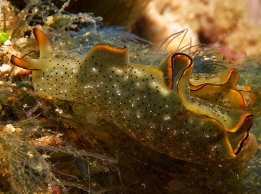 Ornate Elysia - Elysia ornata - Anilao, Philippines