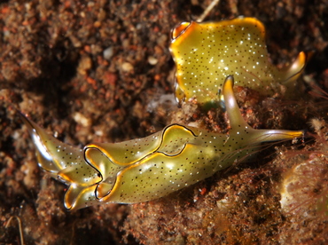 Ornate Elysia - Elysia ornata - Bali, Indonesia