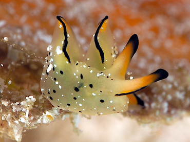 Ornate Elysia - Elysia ornata - Cozumel, Mexico