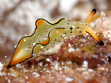 Ornate Elysia - Elysia ornata - Cozumel, Mexico