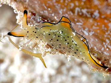 Ornate Elysia - Elysia ornata - Cozumel, Mexico