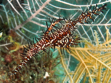 Ornate Ghost Pipefish - Solenostomus paradoxus - Bali, Indonesia