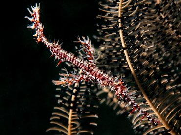 Ornate Ghost Pipefish - Solenostomus paradoxus - Bali, Indonesia