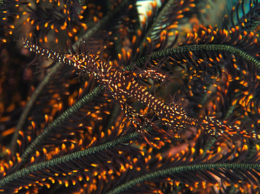 Ornate Ghost Pipefish - Solenostomus paradoxus - Wakatobi, Indonesia