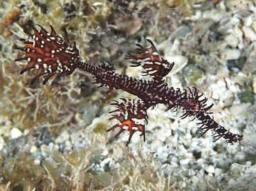 Ornate Ghost Pipefish - Solenostomus paradoxus - Komodo, Indonesia