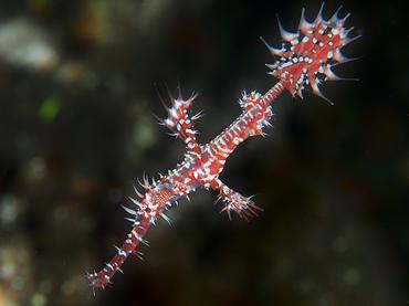 Ornate Ghost Pipefish - Solenostomus paradoxus - Bali, Indonesia