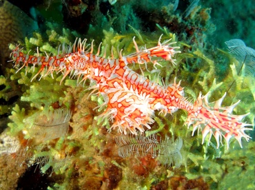 Ornate Ghost Pipefish - Solenostomus paradoxus - Dumaguete, Philippines