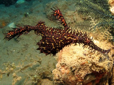 Ornate Ghost Pipefish - Solenostomus paradoxus - Dumaguete, Philippines