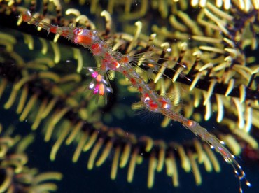 Ornate Ghost Pipefish - Solenostomus paradoxus - Dumaguete, Philippines