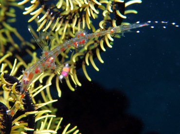 Ornate Ghost Pipefish - Solenostomus paradoxus - Dumaguete, Philippines