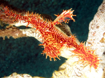 Ornate Ghost Pipefish - Solenostomus paradoxus - Dumaguete, Philippines