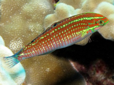 Ornate Wrasse - Halichoeres ornatissimus - Lanai, Hawaii