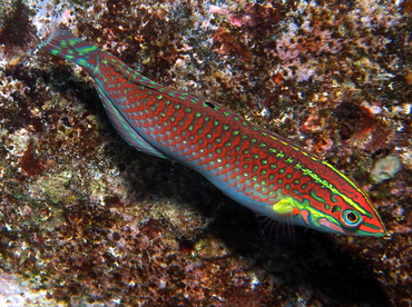 Ornate Wrasse - Halichoeres ornatissimus - Big Island, Hawaii