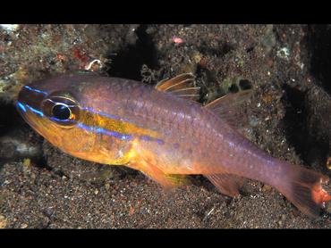 Goldbelly Cardinalfish - Ostorhinchus apogonoides - Bali, Indonesia