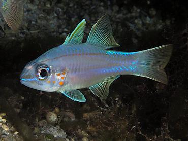 Spotgill Cardinalfish - Ostorhinchus chrysopomus - Komodo, Indonesia