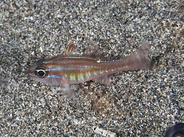 Moluccan Cardinalfish - Ostorhinchus moluccensis - Komodo, Indonesia