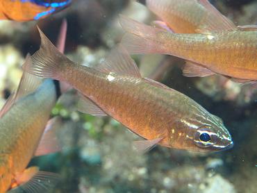 Moluccan Cardinalfish - Ostorhinchus moluccensis - Bali, Indonesia
