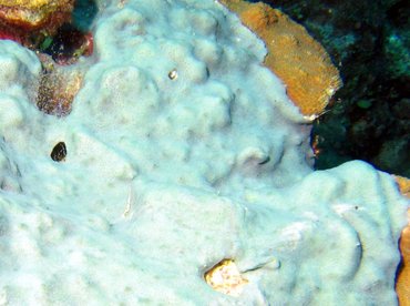 Overgrowing Mat Tunicates - Trididemnum solidum - Bonaire