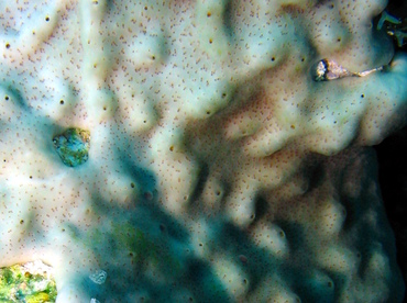 Overgrowing Mat Tunicates - Trididemnum solidum - Grand Cayman