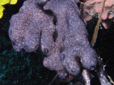 Overgrowing Tunicates -  - Roatan, Honduras