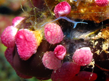 Overgrowing Tunicates -  - Grand Cayman