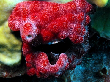 Overgrowing Tunicates -  - St Thomas, USVI