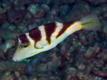 Pacific Crown Toby - Canthigaster axiologus - Anilao, Philippines