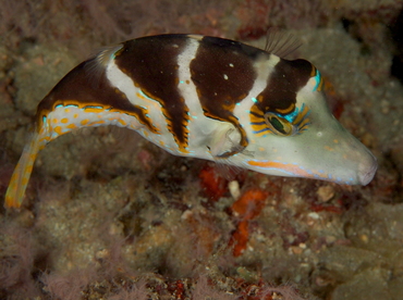 Pacific Crown Toby - Canthigaster axiologus - Anilao, Philippines