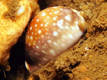 Pacific Deer Cowry - Lyncina vitellus - Lembeh Strait, Indonesia