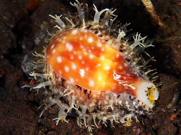 Pacific Deer Cowry - Lyncina vitellus - Bali, Indonesia