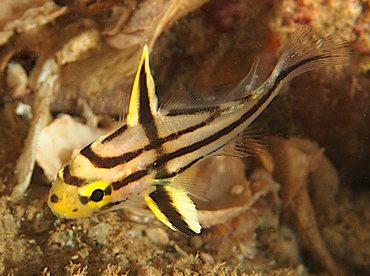 Pacific Highhat - Pareques sp. - Cabo San Lucas, Mexico