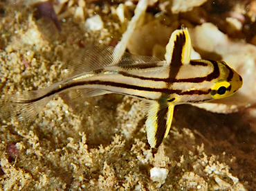 Pacific Highhat - Pareques sp. - Cabo San Lucas, Mexico