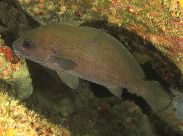 Pacific Highhat - Pareques sp. - Cabo San Lucas, Mexico