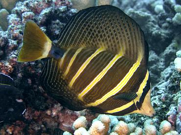 Pacific Sailfin Tang - Zebrasoma velifer - Moorea, French Polynesia