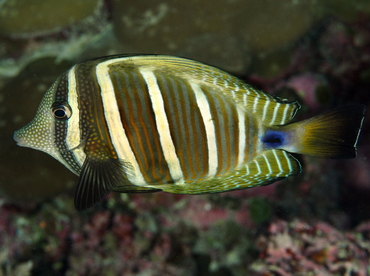 Pacific Sailfin Tang - Zebrasoma velifer - Palau