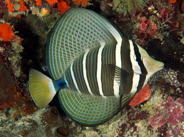 Pacific Sailfin Tang - Zebrasoma velifer - Wakatobi, Indonesia