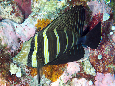 Pacific Sailfin Tang - Zebrasoma velifer - Great Barrier Reef, Australia