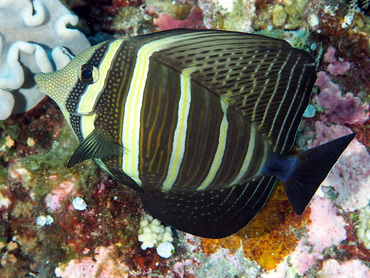 Pacific Sailfin Tang - Zebrasoma velifer - Great Barrier Reef, Australia