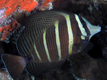 Pacific Sailfin Tang - Zebrasoma velifer - Rangiroa, French Polynesia