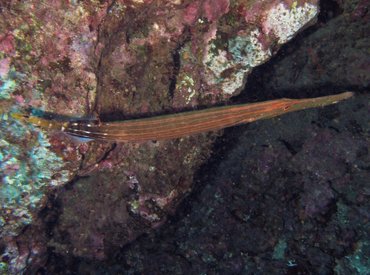 Pacific Trumpetfish - Aulostomus chinensis - Lanai, Hawaii