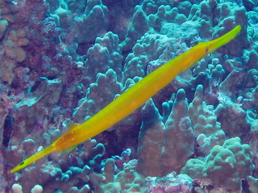 Pacific Trumpetfish - Aulostomus chinensis - Maui, Hawaii