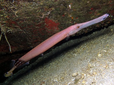 Pacific Trumpetfish - Aulostomus chinensis - Maui, Hawaii