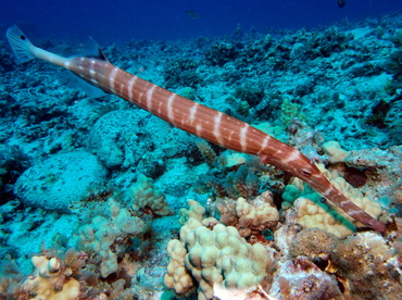 Pacific Trumpetfish - Aulostomus chinensis - Big Island, Hawaii