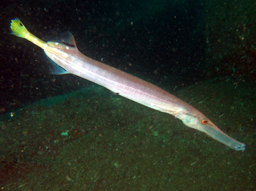 Pacific Trumpetfish - Aulostomus chinensis - Cabo San Lucas, Mexico