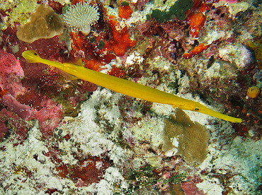 Pacific Trumpetfish - Aulostomus chinensis - Wakatobi, Indonesia