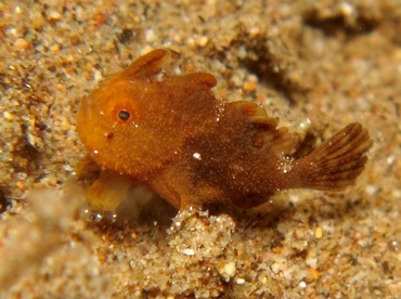 Painted Frogfish - Antennarius pictus - Dumaguete, Philippines