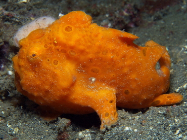 Painted Frogfish - Antennarius pictus - Lembeh Strait, Indonesia